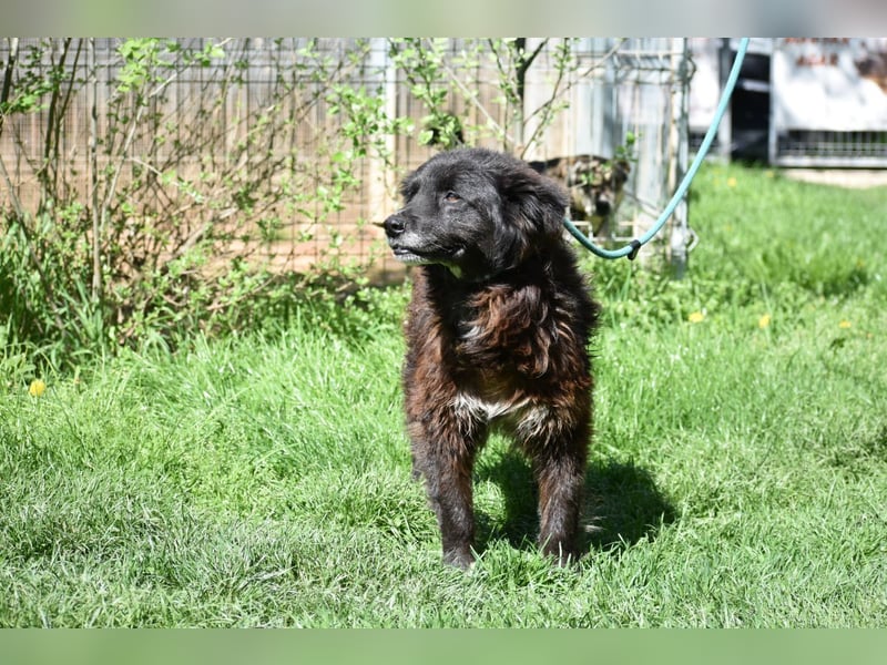 Senior Tapingo, Notfall!