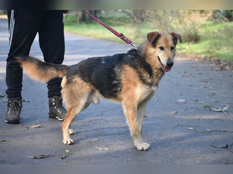ehemaliger Kettenhund Bela