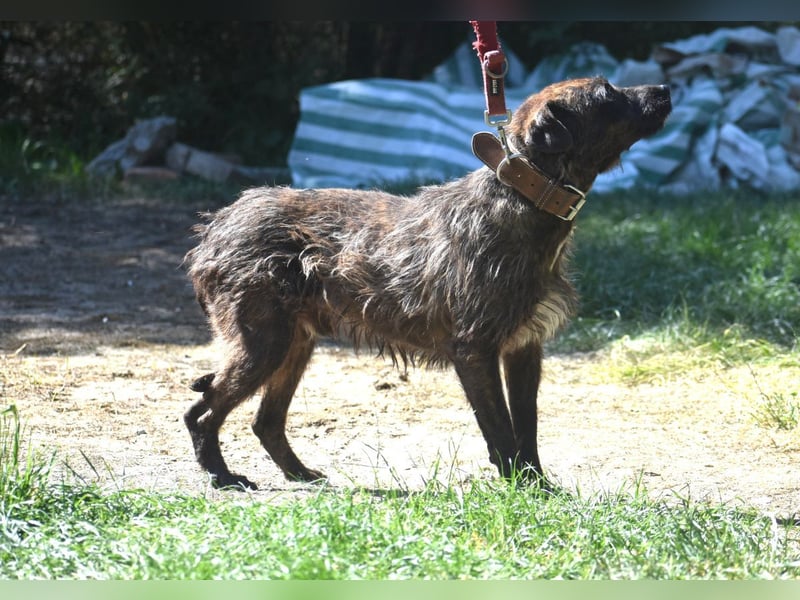 Pip