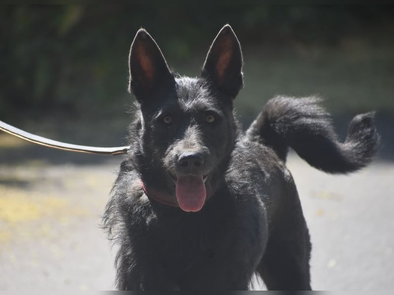 Bunter Mix Logan