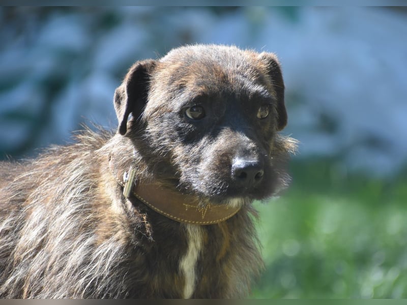 Pip