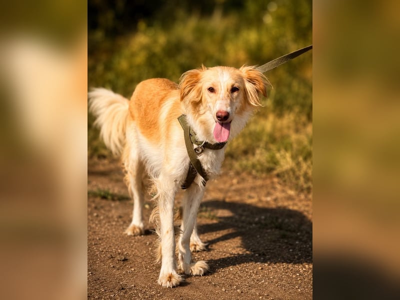 Aktives Zuhause für Charlize gesucht