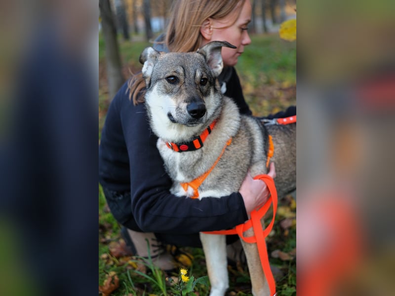 Sanfte Vivien sucht liebevolles Zuhause