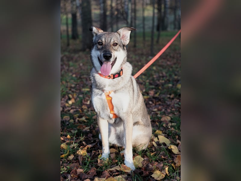 Sanfte Vivien sucht liebevolles Zuhause