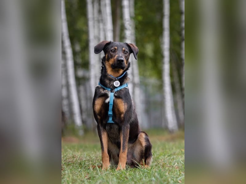 Ruhiges Zuhause für Miroscha gesucht