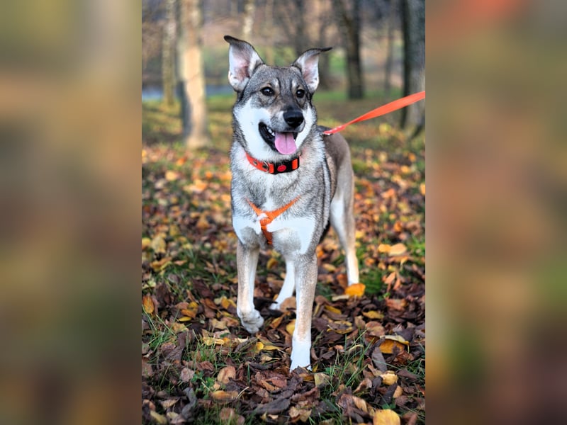 Sanfte Vivien sucht liebevolles Zuhause