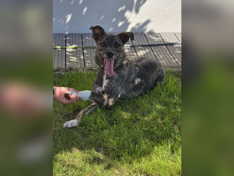 Dallas - sportlicher junger Rüde