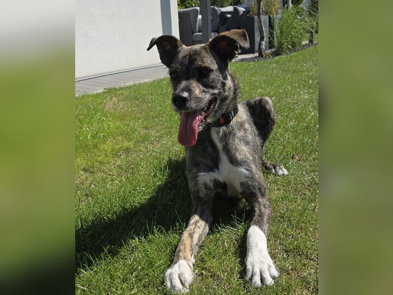 Dallas - sportlicher junger Rüde