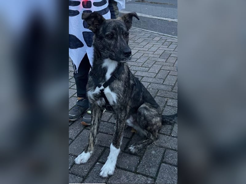 Dallas - sportlicher junger Rüde