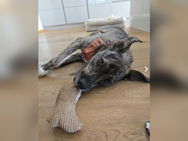 Dallas - sportlicher junger Rüde