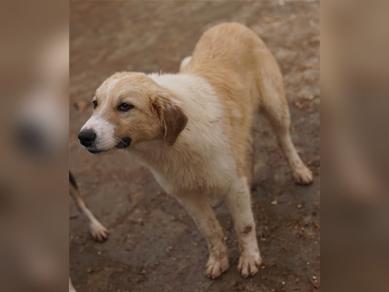 Alrakis, geb. ca. 07/2023, lebt in GRIECHENLAND, auf einer privaten Pflegestelle