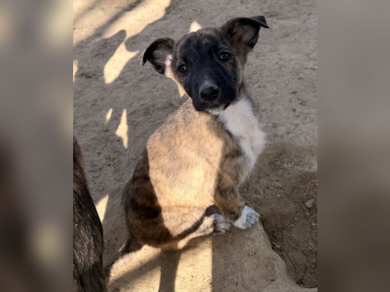 Candara, geb. ca. 12/25, lebt in GRIECHENLAND, auf einer privaten Pflegestelle