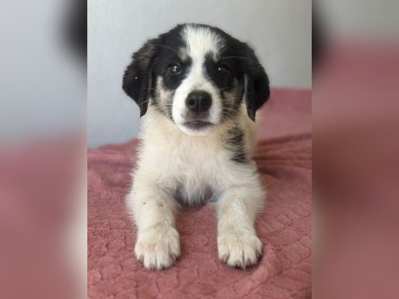 Colada, geb. ca. 05/2026, lebt in GRIECHENLAND, im städt. Tierheim Serres