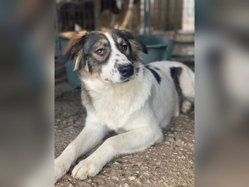 Resi, geb. ca. 10/2024, lebt in GRIECHENLAND, auf einer privaten Pflegestelle