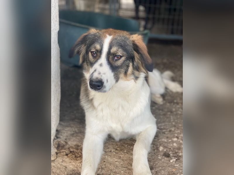 Resi, geb. ca. 10/2024, lebt in GRIECHENLAND, auf einer privaten Pflegestelle