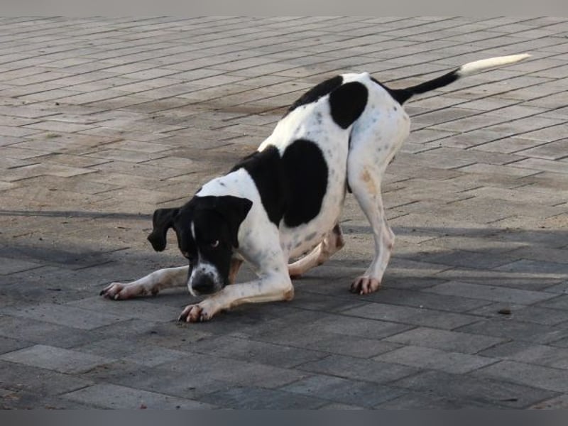 Attila, geb. ca. 08/2024, lebt auf einer Pflegestelle in 67735 Mehlbach