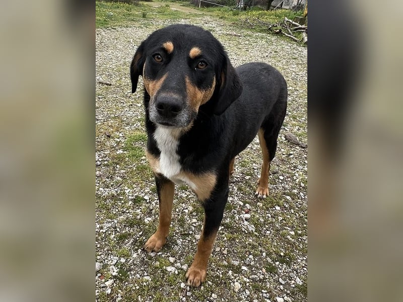 Orelle, geb. ca. 05/2024, lebt in GRIECHENLAND, auf einem Gelände, auf dem die Hunde notdürftig vers