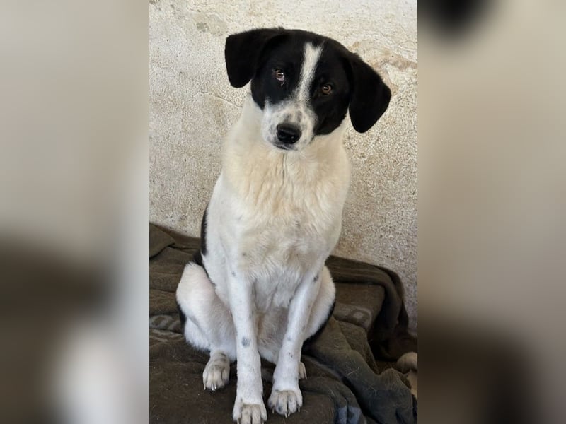 Lino, geb. ca. 03/2024, lebt in GRIECHENLAND, auf einer privaten Pflegestelle