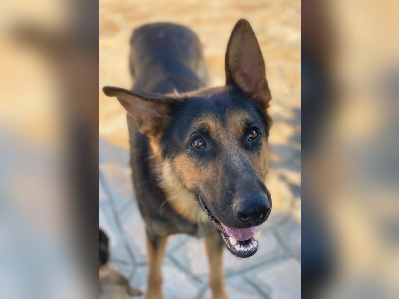 Malta, geb. ca. 07/2024, lebt in GRIECHENLAND, auf einer privaten Pflegestelle