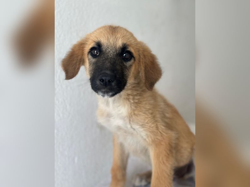 Cindy, geb. ca. 03/2026, lebt in GRIECHENLAND, im städt. Tierheim Serres