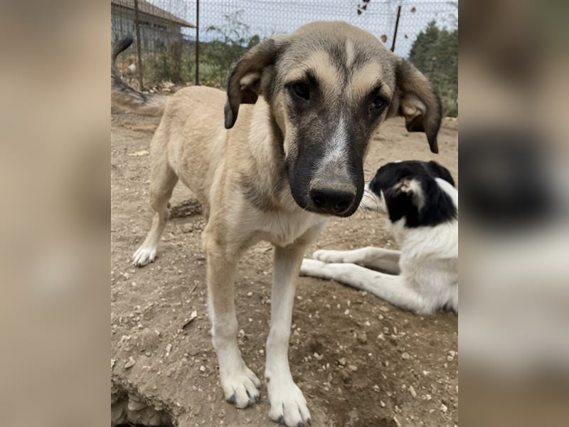 Peterchen, geb. ca. 03/2023, lebt in GRIECHENLAND, im städt. Tierheim Serres