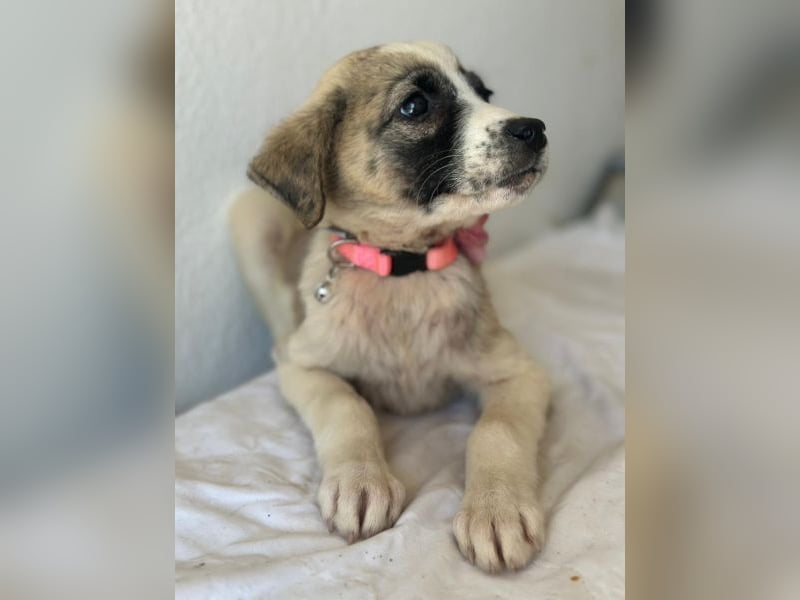 Amira, geb. ca. 03/2026, lebt in GRIECHENLAND, im städt. Tierheim Serres