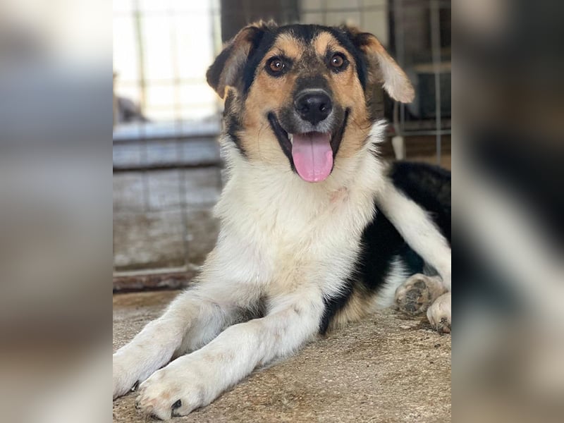 Kati, geb. ca. 03/2025, lebt in GRIECHENLAND, im städt. Tierheim Serres