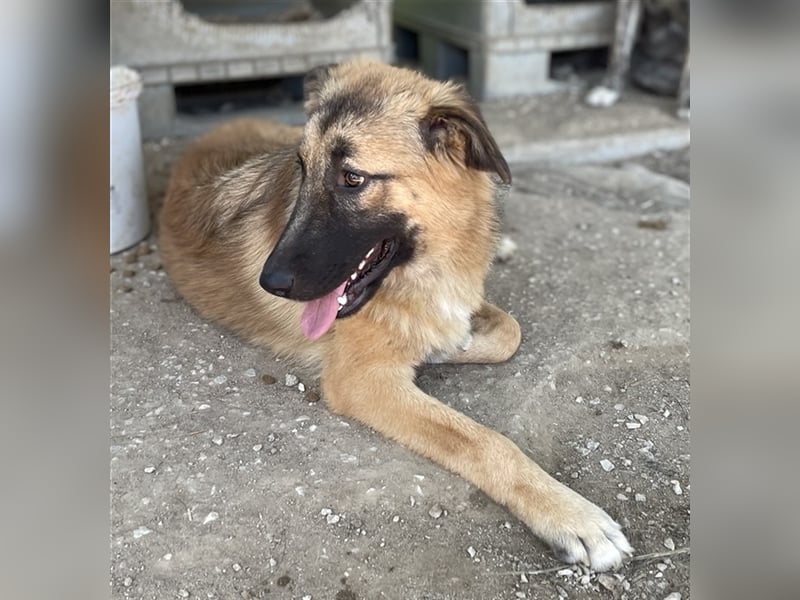 Thumper, geb. ca. 01/2022, lebt in GRIECHENLAND, im städt. Tierheim Serres