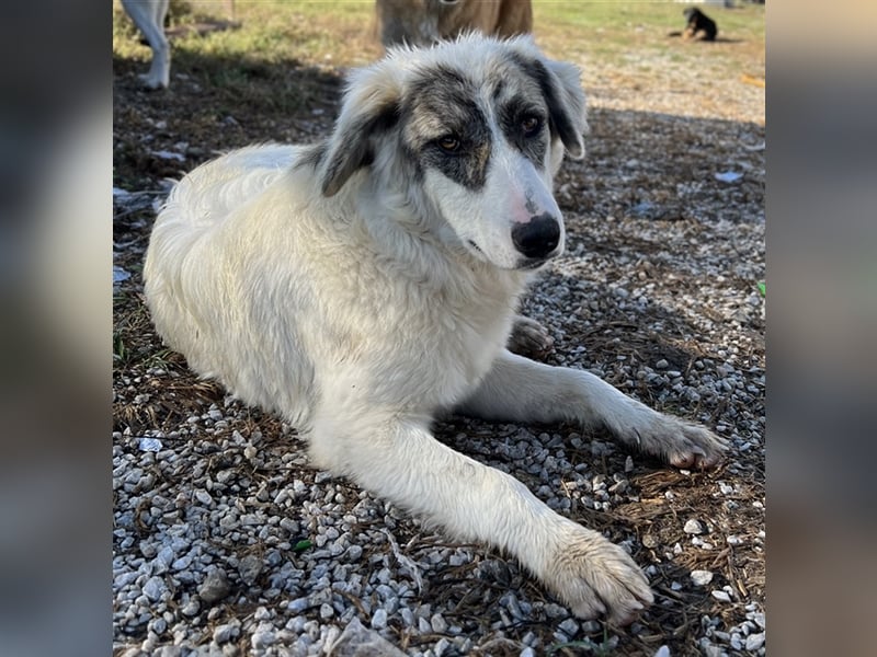 Gerda, geb. ca. 02/2023, lebt in GRIECHENLAND, im städt. Tierheim Serres
