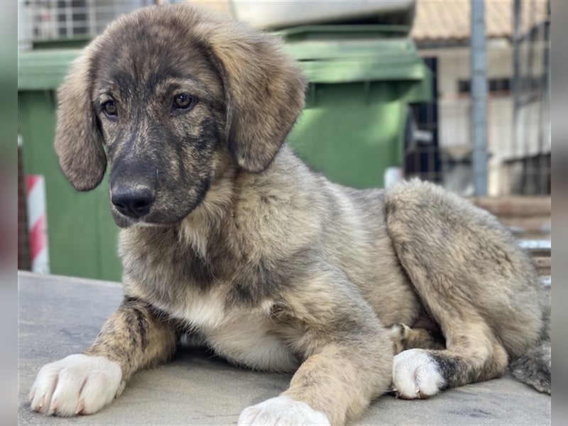 Amelie, geb. ca. 02/2024, lebt in GRIECHENLAND, im städt. Tierheim Serres