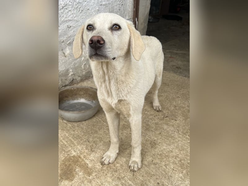 Nomi, geb. ca. 10/2024, lebt in GRIECHENLAND, auf einer privaten Pflegestelle