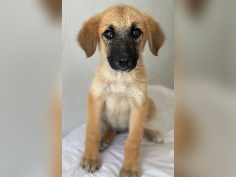Cindy, geb. ca. 03/2026, lebt in GRIECHENLAND, im städt. Tierheim Serres