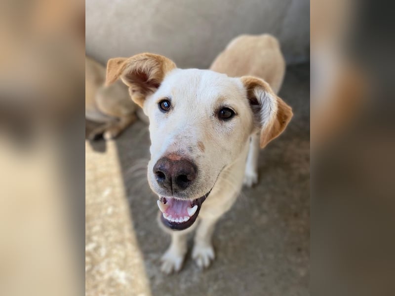 Kalena, geb. ca. 01/2025, lebt in GRIECHENLAND, im städt. Tierheim Serres