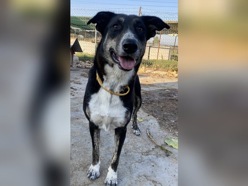 Mareen, geb. 12/2017, lebt in GRIECHENLAND, im städt. Tierheim Serres