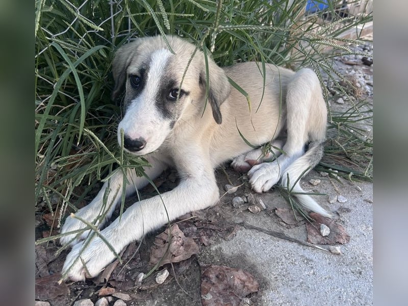 Maliya, geb. ca. 04/2025, lebt in GRIECHENLAND, auf einer privaten Pflegestelle