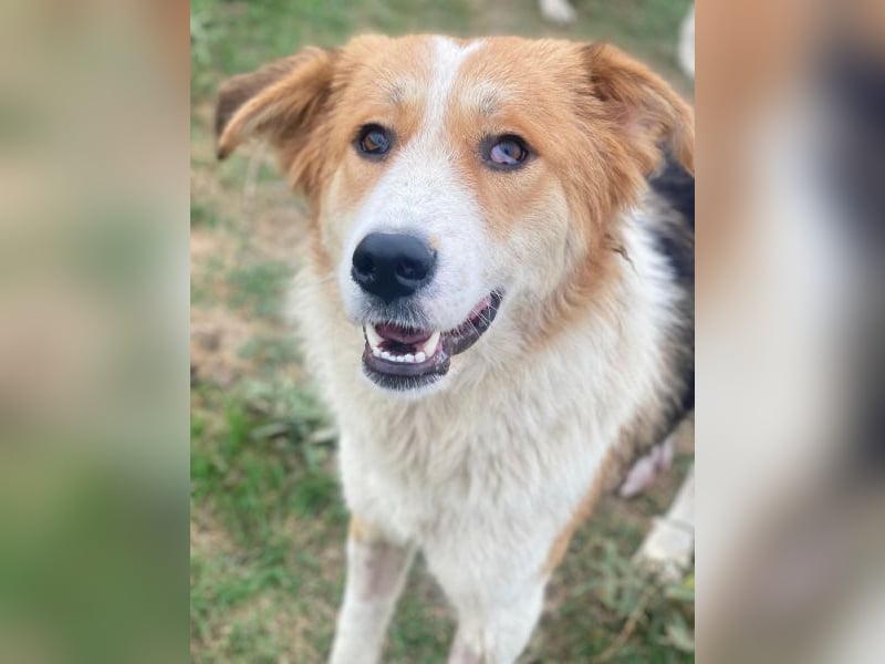 Carys, geb. ca. 10/2024, lebt in GRIECHENLAND, im städt. Tierheim Serres