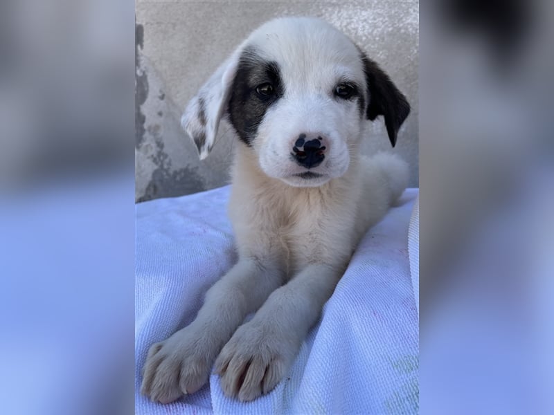 Alain, geb. ca. 06/2023, lebt in GRIECHENLAND, im städt. Tierheim Serres
