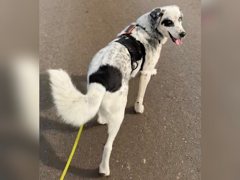 Snow, geb. ca. 06/2023, lebt auf einer Pflegestelle in 47652 Weeze