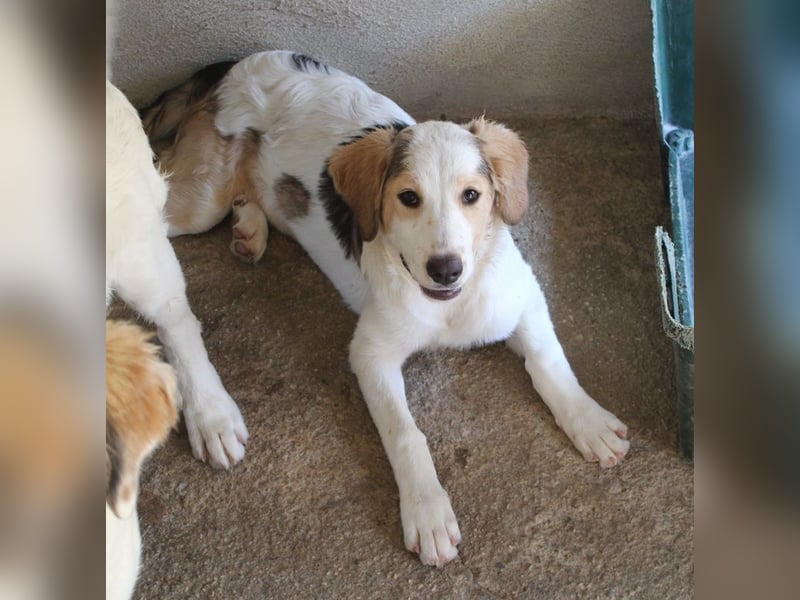 Katra, geb. ca. 04/2025, lebt in GRIECHENLAND, im städt. Tierheim Serres