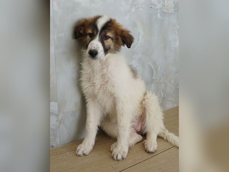 Vera, geb. ca. 12/2025, lebt in GRIECHENLAND, auf einer privaten Pflegestelle