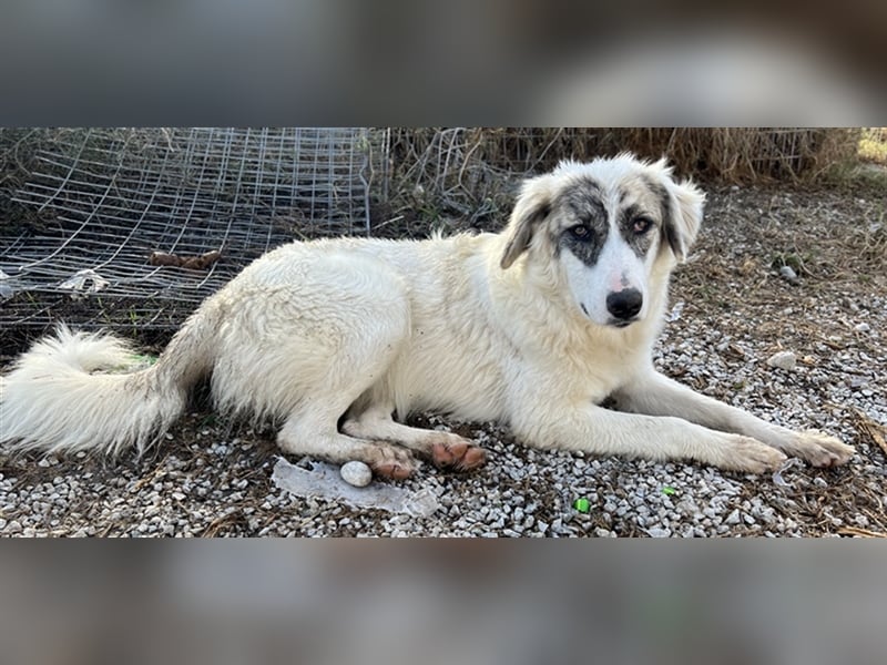 Gerda, geb. ca. 02/2023, lebt in GRIECHENLAND, im städt. Tierheim Serres