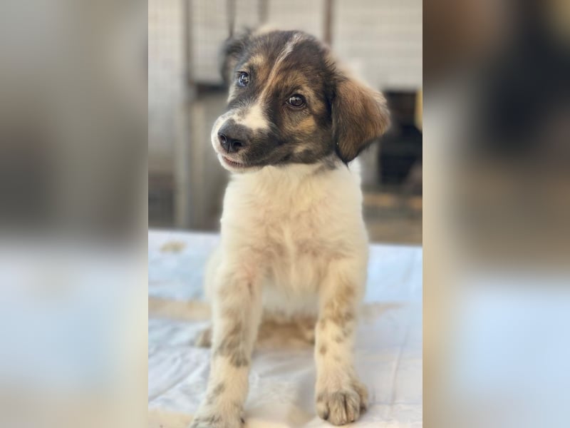 Ludmilla, geb. ca. 05/2025, lebt in GRIECHENLAND, im städt. Tierheim Serres