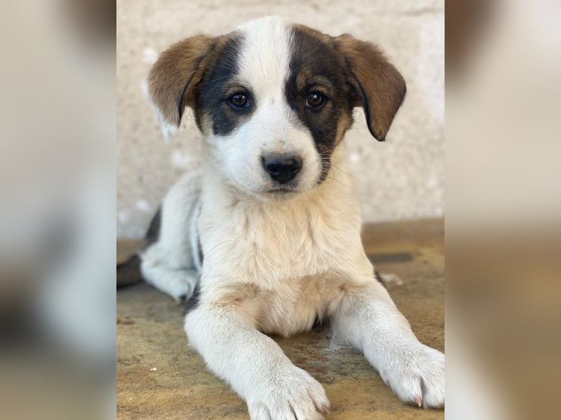 Yoko, geb. ca. 03/2026 , lebt in GRIECHENLAND, auf einer privaten Pflegestelle