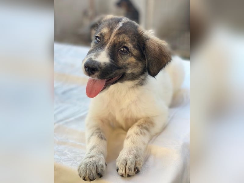 Ludmilla, geb. ca. 05/2025, lebt in GRIECHENLAND, im städt. Tierheim Serres