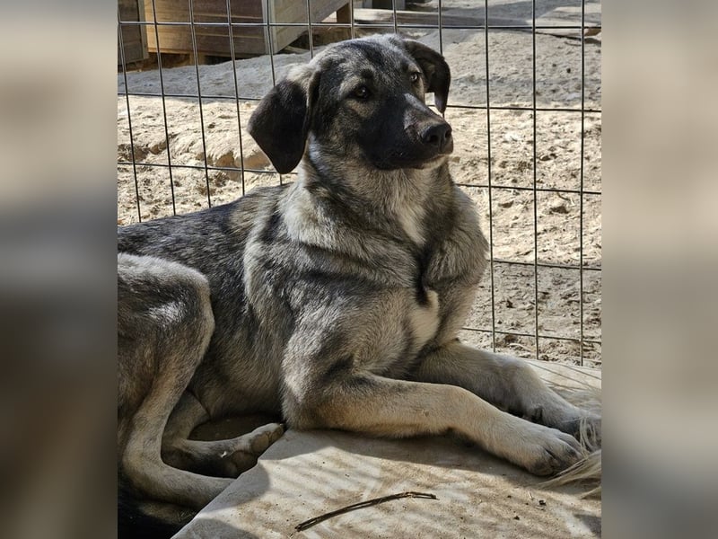 Nina Chuba, geb. ca. 02/2024, lebt in GRIECHENLAND, im städt. Tierheim Serres