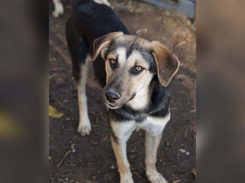 Chita, geb. ca. 05/2024, lebt in GRIECHENLAND, im städt. Tierheim Serres