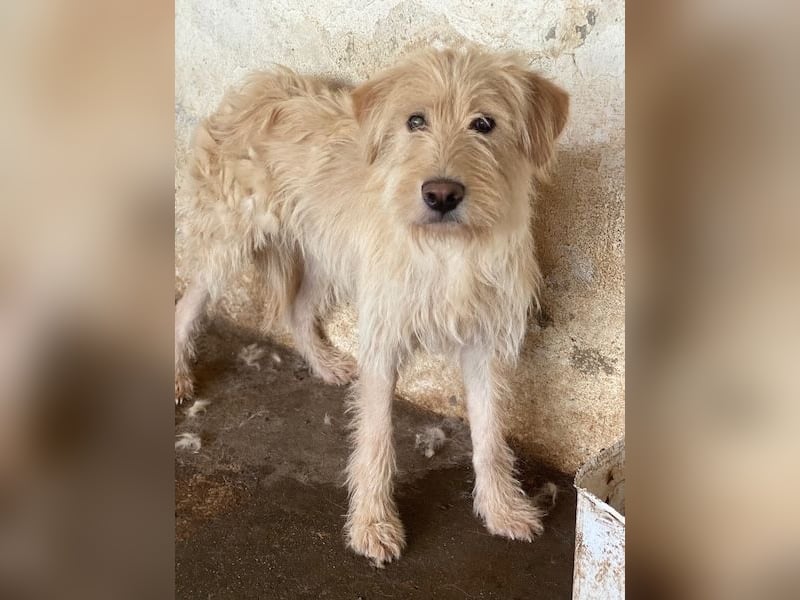 Susan, geb. ca. 04/2024, lebt in GRIECHENLAND, auf einer privaten Pflegestelle