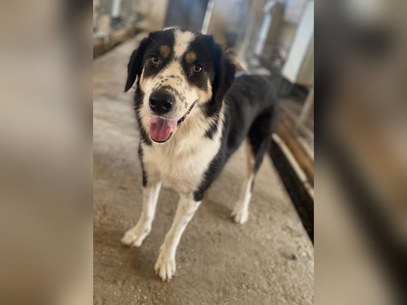 Xanda, geb. ca. 03/2023, lebt in GRIECHENLAND, im städt. Tierheim Serres