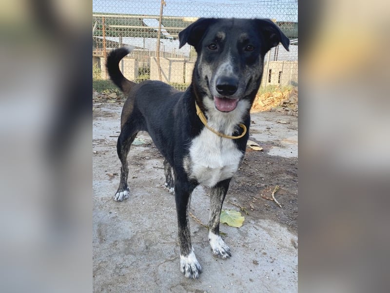 Mareen, geb. 12/2017, lebt in GRIECHENLAND, im städt. Tierheim Serres