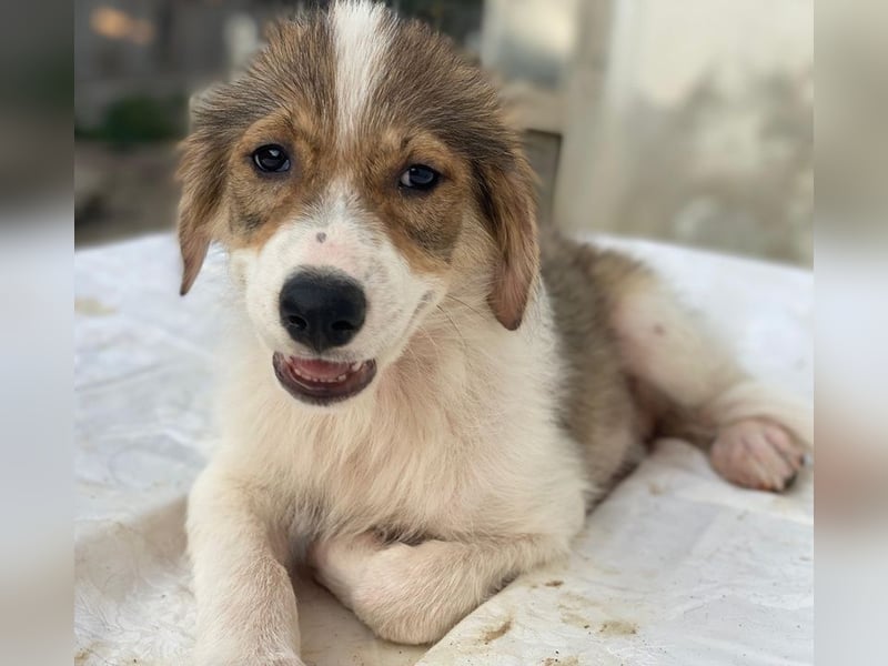 Niva, geb. ca. 05/2025, lebt in GRIECHENLAND, im städt. Tierheim Serres